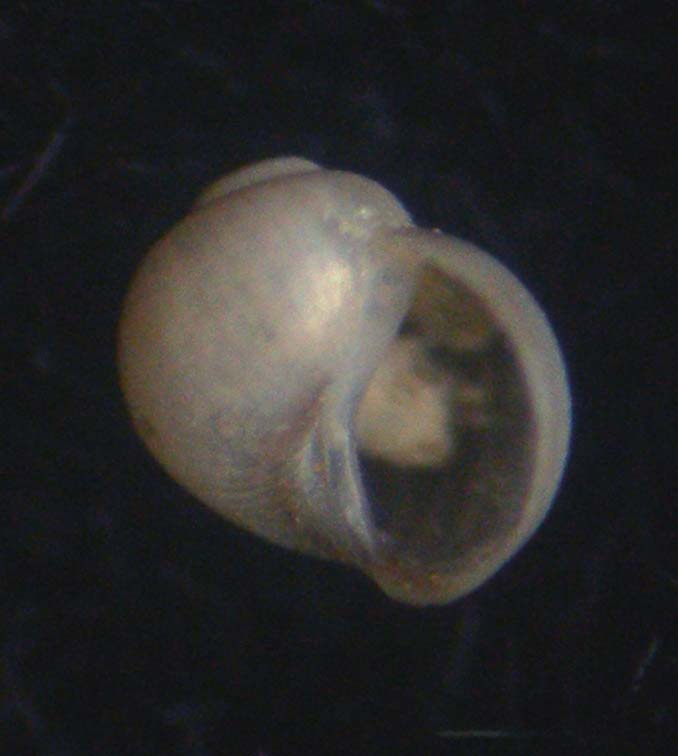 Rissoella opalina